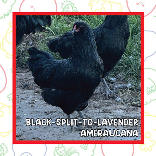12-16 Week Black Split to Lavender Ameraucana (New Years Sale)