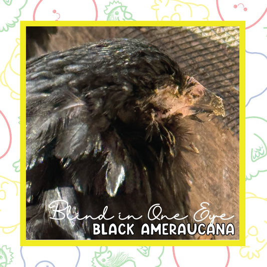 12-16 Week Black Ameraucana (Blind in One Eye)