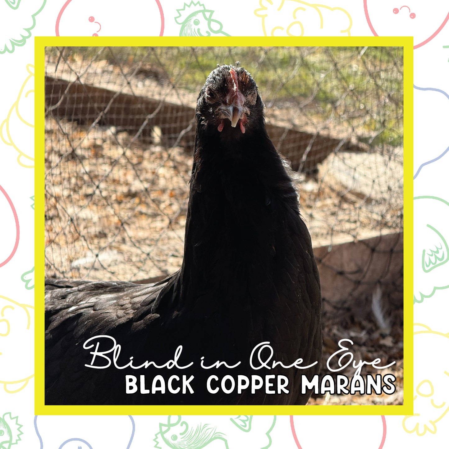 17+ Black Copper Marans (Blind in One Eye)