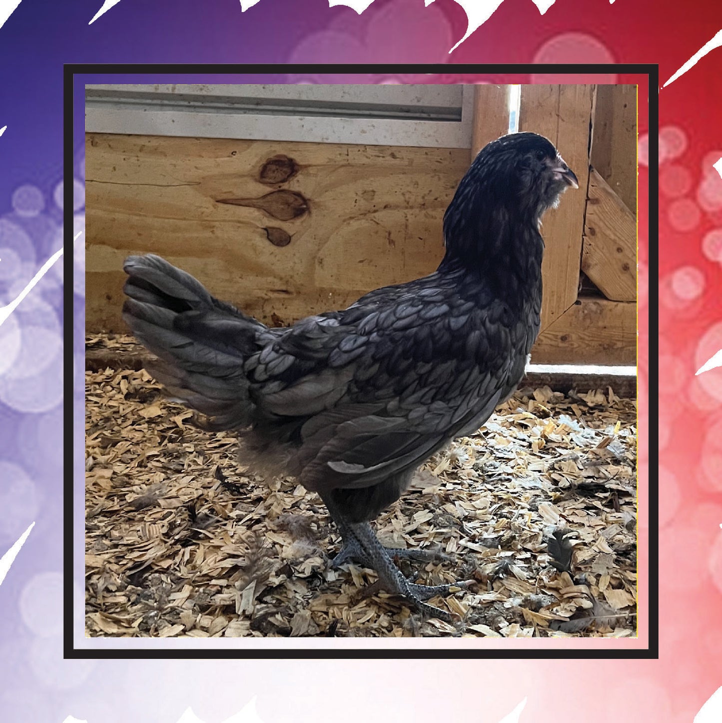Ameraucana Pullet (New Year's Day Sale)