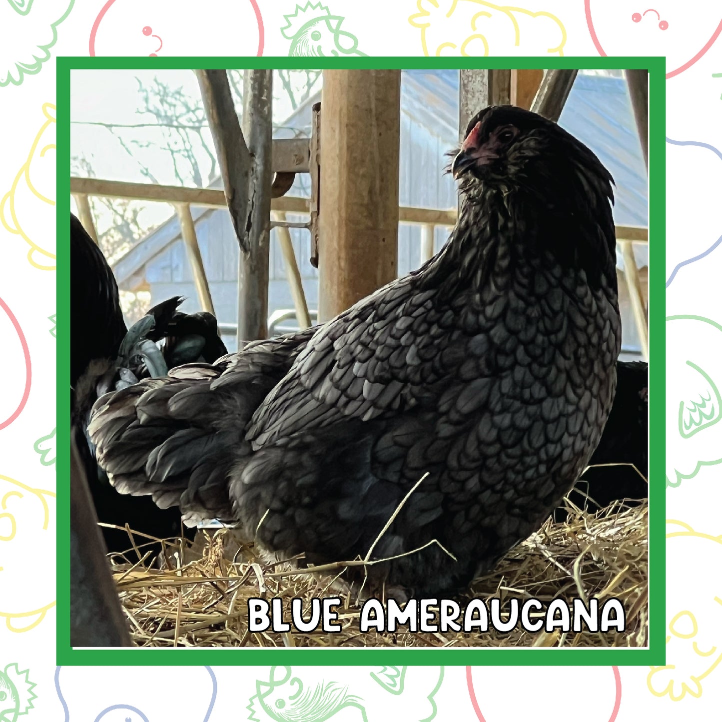 Ameraucana Pullet (New Year's Day Sale)