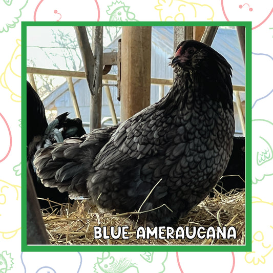 Ameraucana Pullet (New Year's Day Sale)