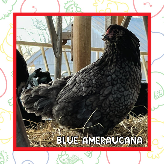 12-16 Week BBS Ameraucana (New Years Sale)