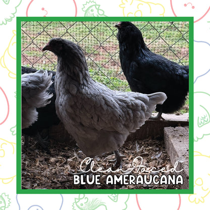 17+ Week CLEAN FACED Ameraucana (New Year's Sale)