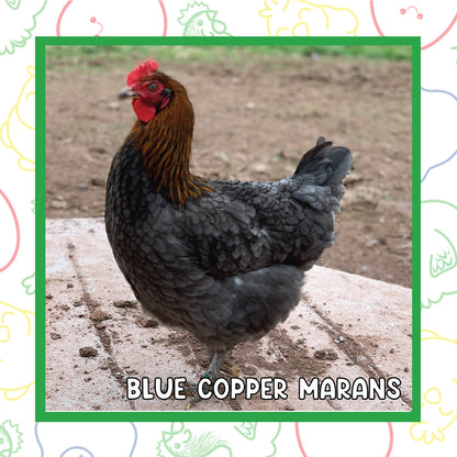 Copper Marans Pullet (New Year's Day Sale)