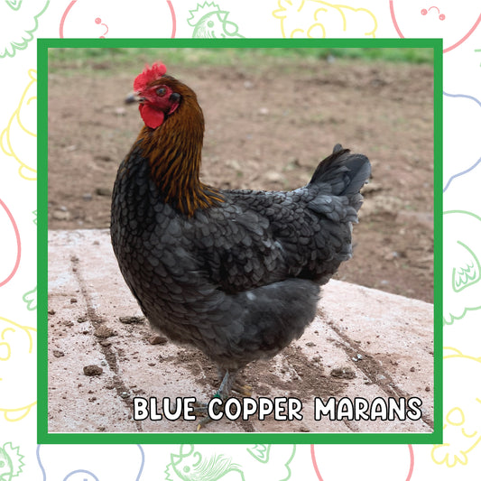 Copper Marans Pullet (New Year's Day Sale)
