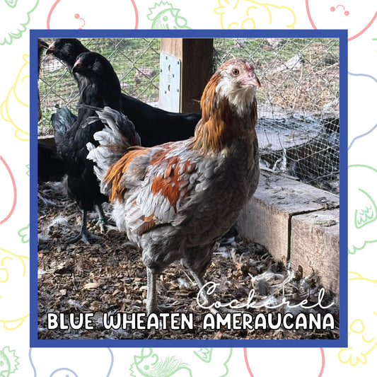 12-16 Week Blue Wheaten Ameraucana MALE (New Years Sale)
