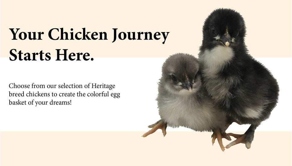 Deer Run Farm: Heritage Chicken Hatchery And Registered Red Angus