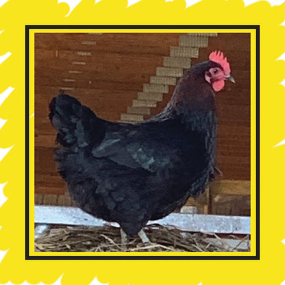 Copper Marans - Straight Run, Shipped