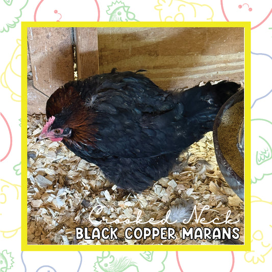 17+ Black Copper Marans (Crooked Neck)