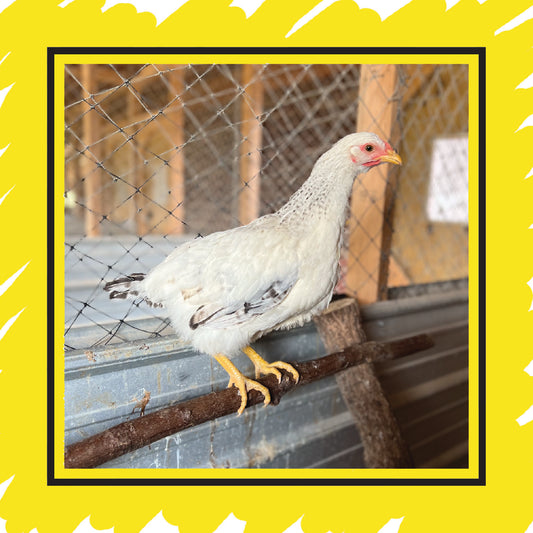 Delaware Pullet (12+ weeks)