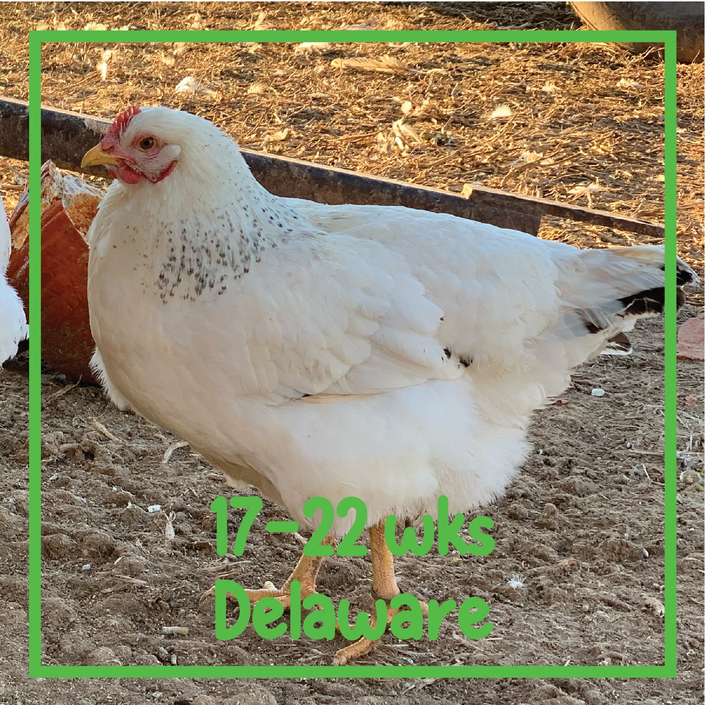 Delaware Pullet (17-22 weeks)