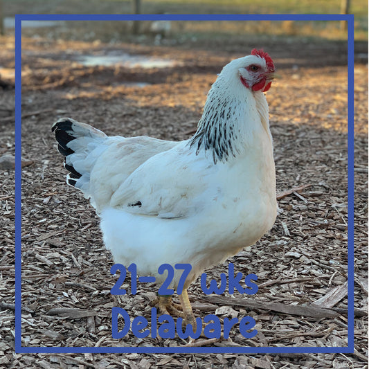 Delaware Pullet (21-27 weeks)