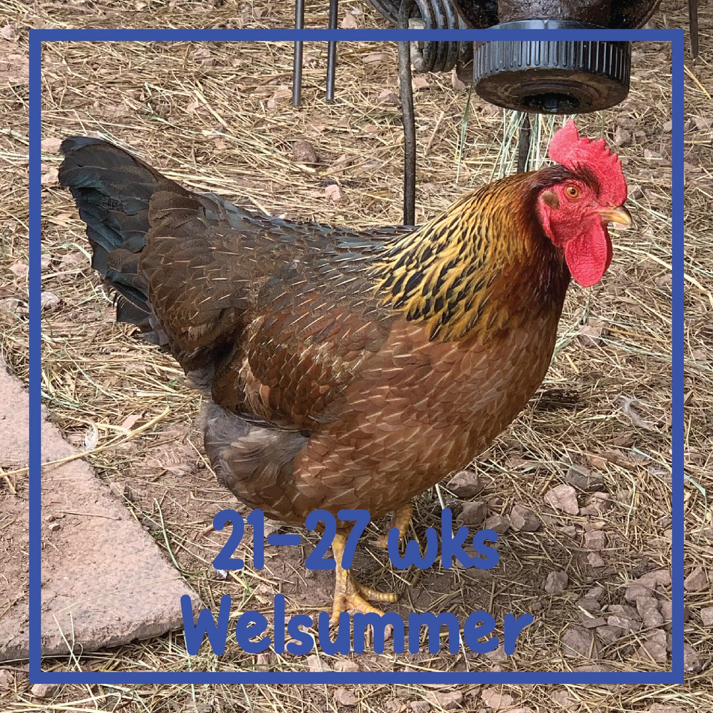 Welsummer Pullet (21-27 weeks)