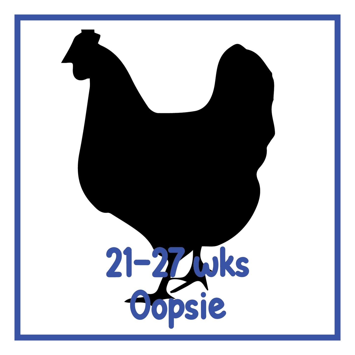 "Oopsie" Pullet (21-27 weeks)