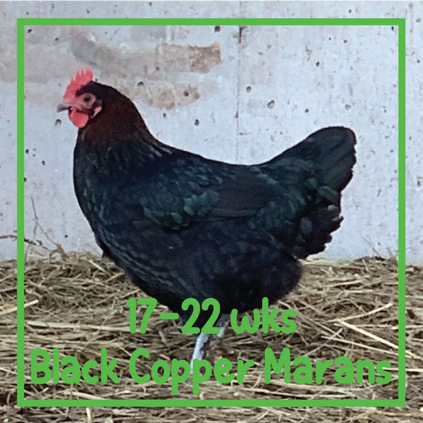 Copper Marans Pullet (17-22 weeks)