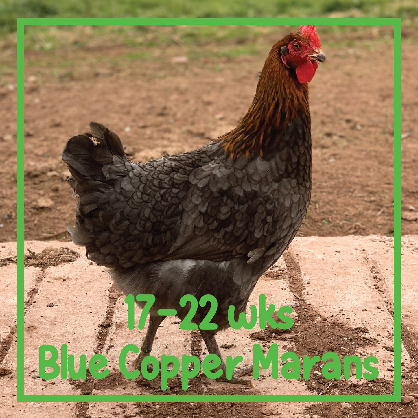Copper Marans Pullet (17-22 weeks)