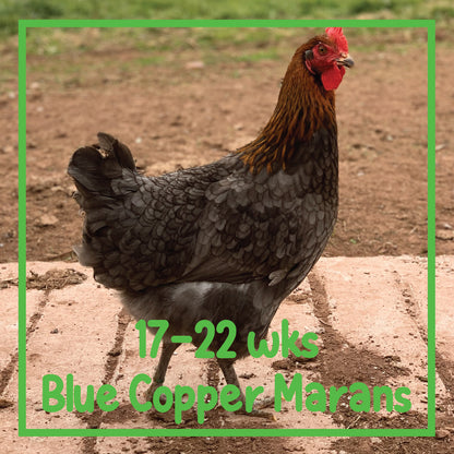 Copper Marans Pullet (17-22 weeks)