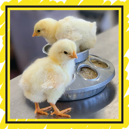 Day Old Chicks: On Farm Pick Up