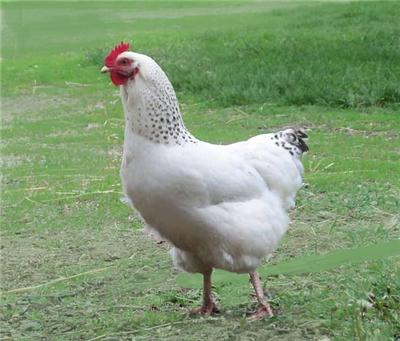 Delaware Pullet (New Year's Sale)