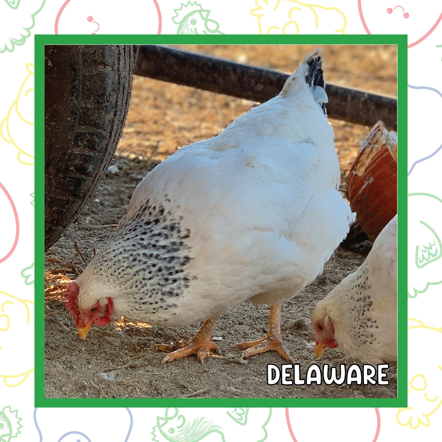 Delaware Pullet (New Year's Day Sale)