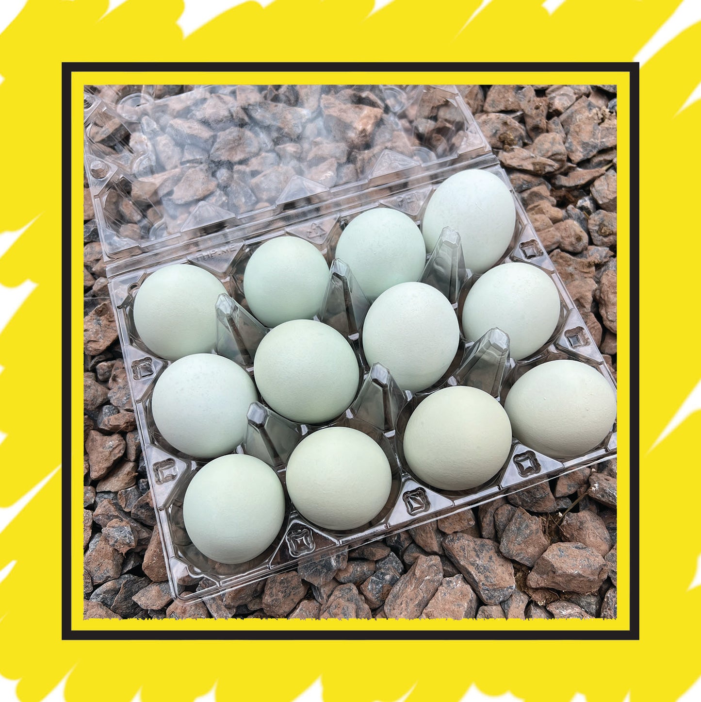 1 Dozen (12) Ameraucana Eggs