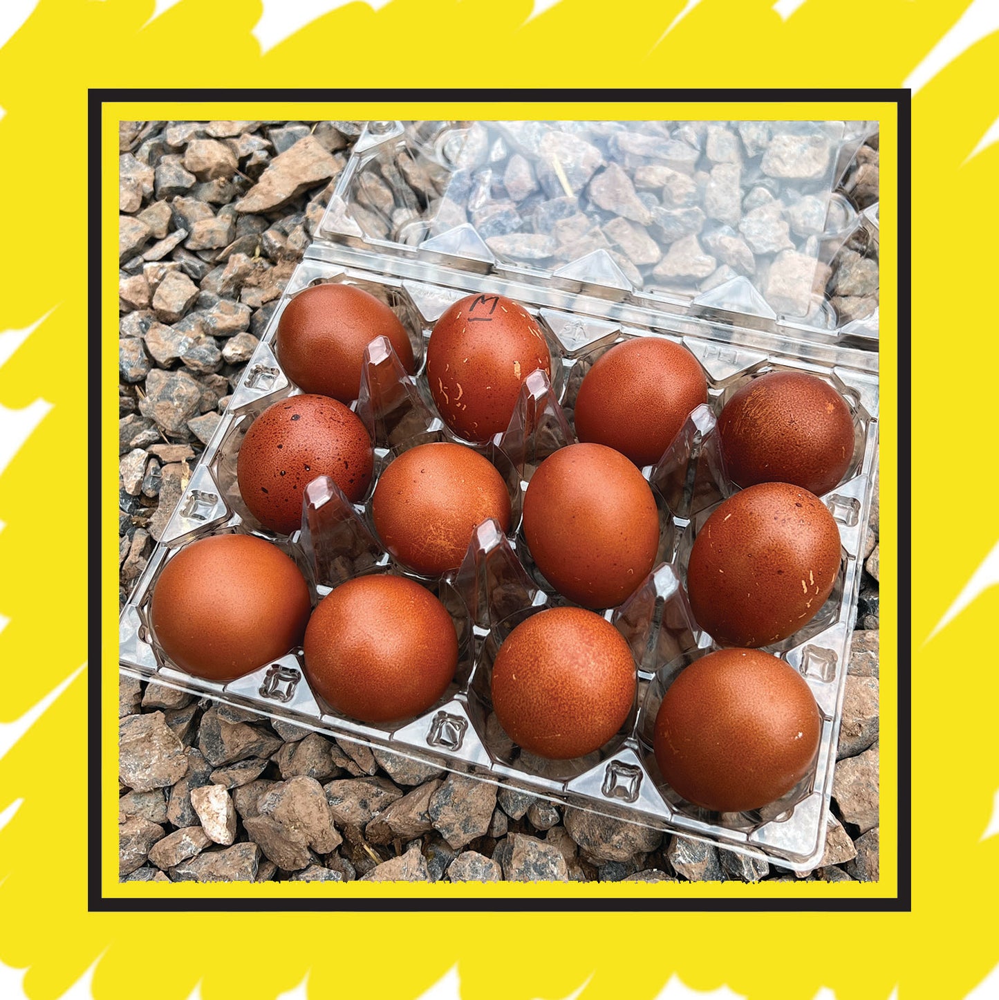 1 Dozen (12) Copper Marans Eggs