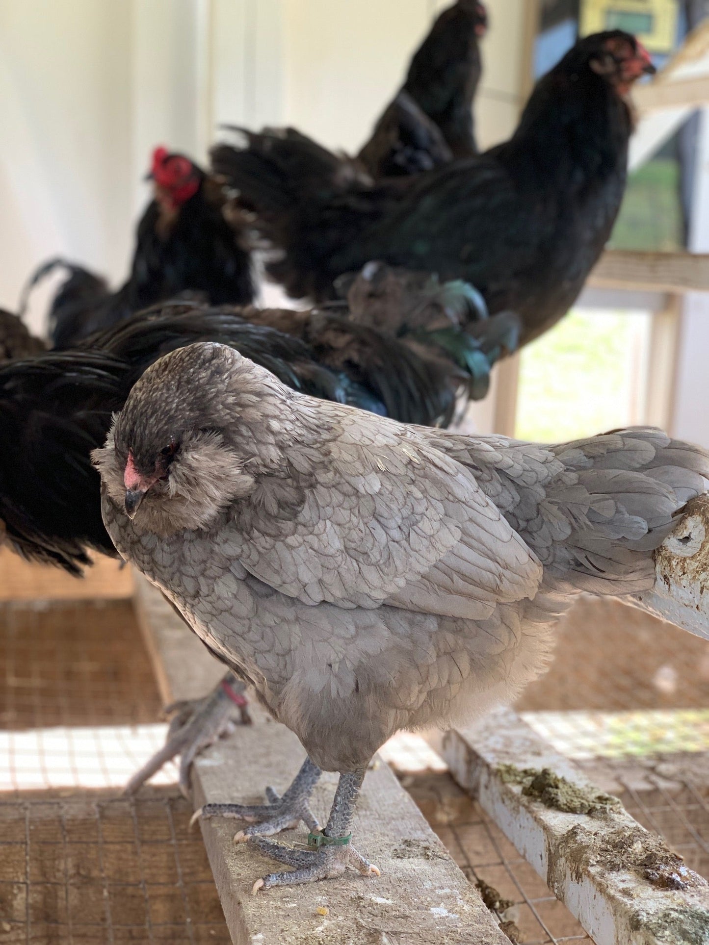 Ameraucana Pullet (New Year's Day Sale)