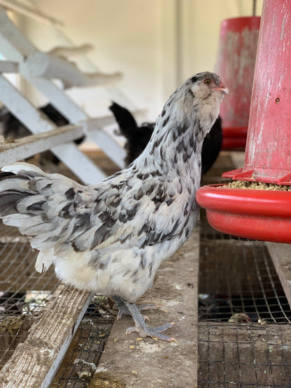 Ameraucana Pullet (New Year's Day Sale)