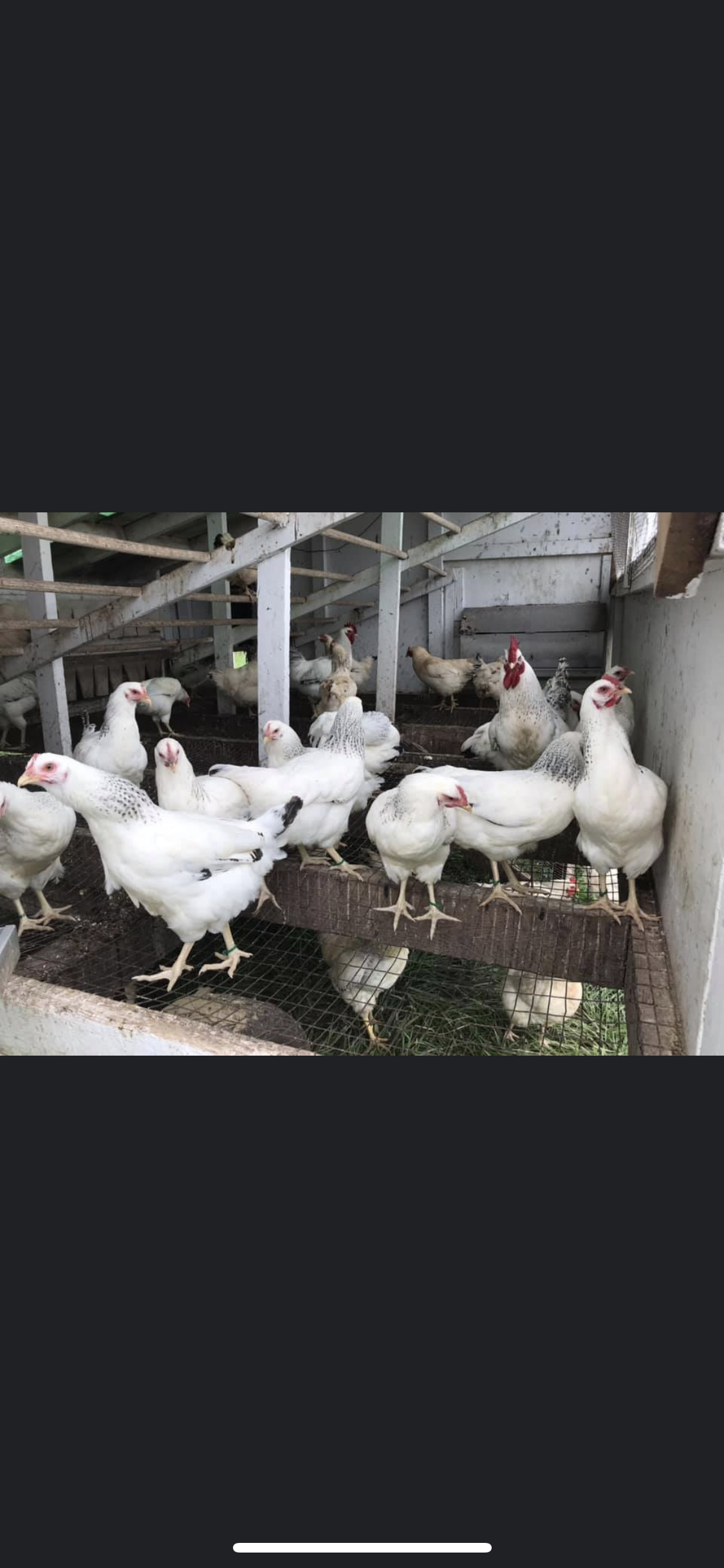 Started Pullets – Deer Run Farm