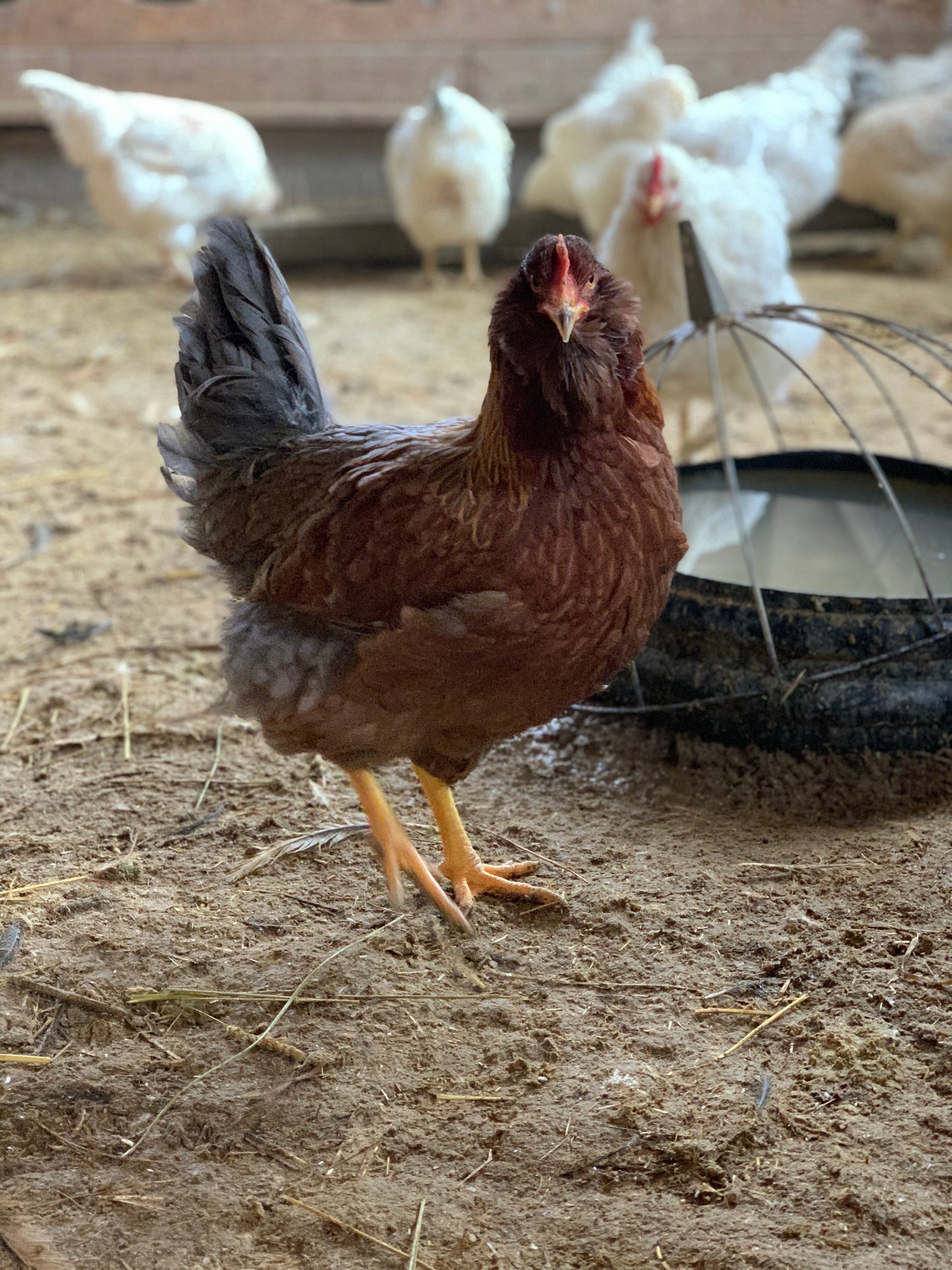 Olive Egger Pullet (New Year's Sale)