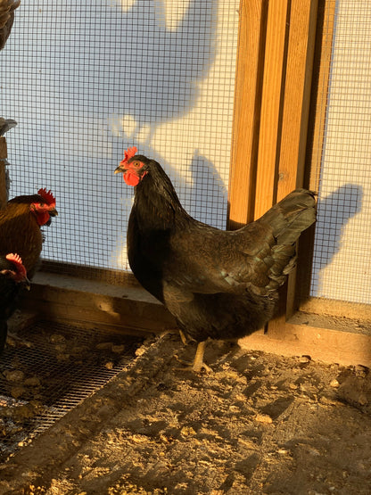 Olive Egger Pullet (New Year's Day Sale)