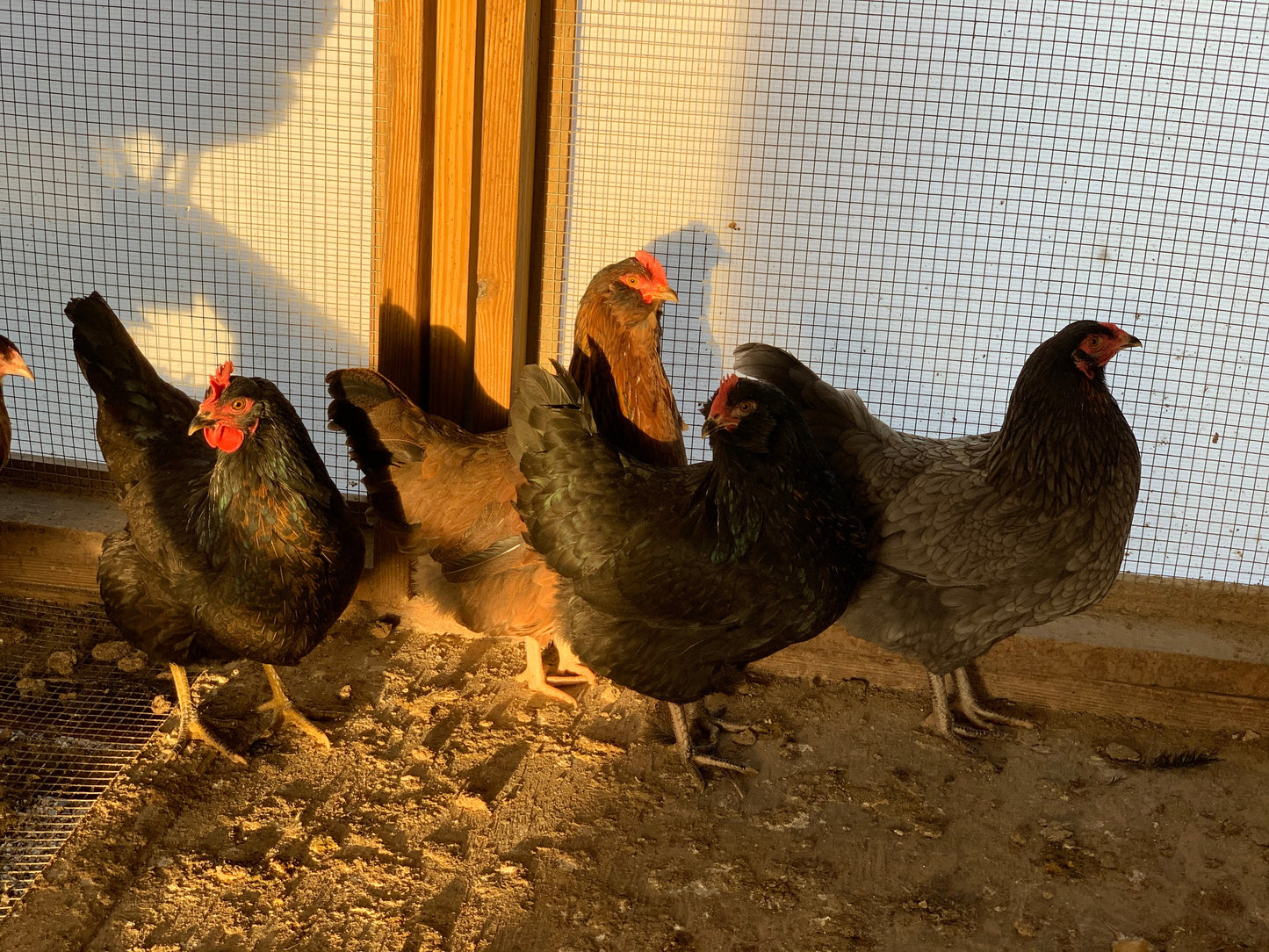 Olive Egger Pullet (New Year's Sale)