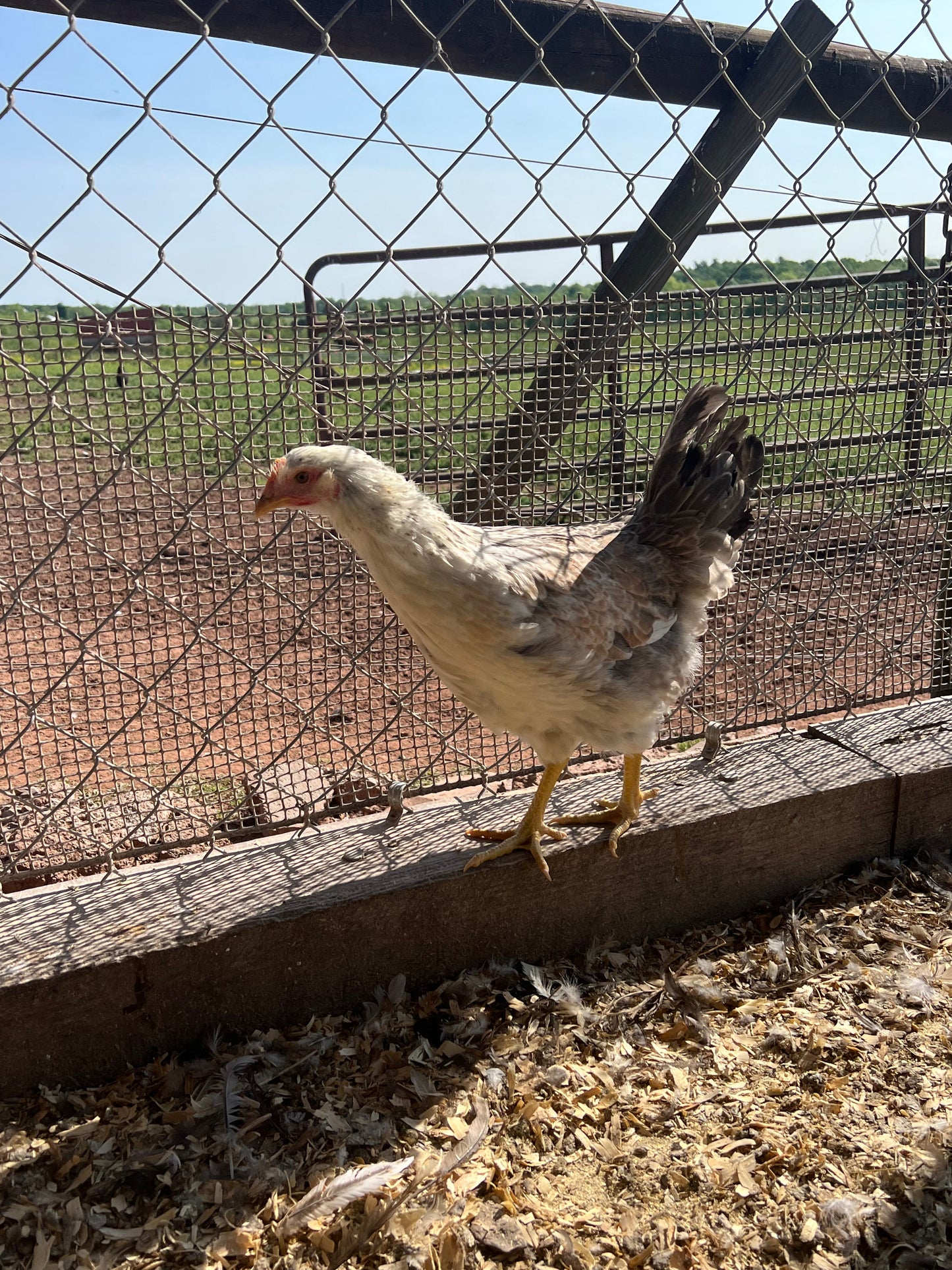 Mixed Breed "Oopsie" (New Year's Day Sale)