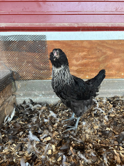 Mixed Breed "Oopsie" (New Year's Day Sale)