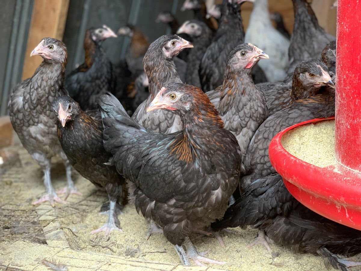 Pullets Piling Started Pullets – Deer Run Farm