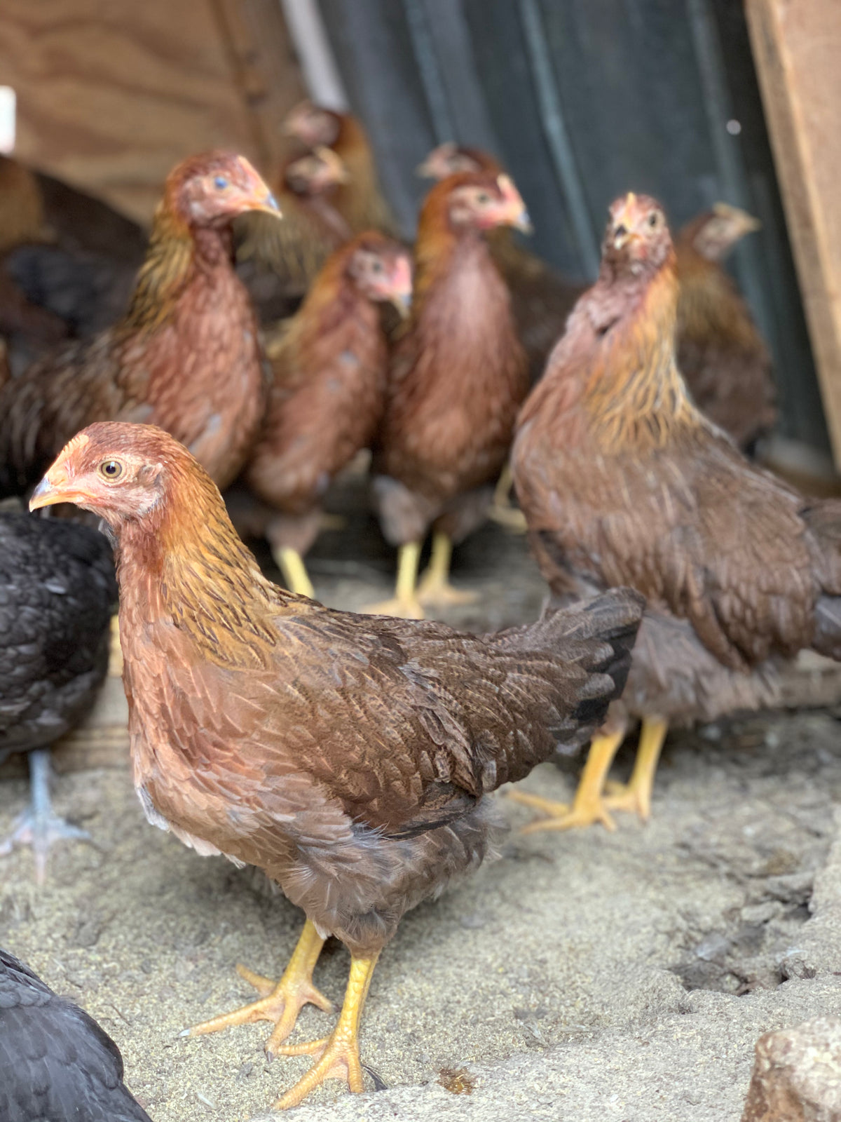 Pulltes Started Pullets – Deer Run Farm