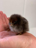 Hatching Egg: Olive Egger