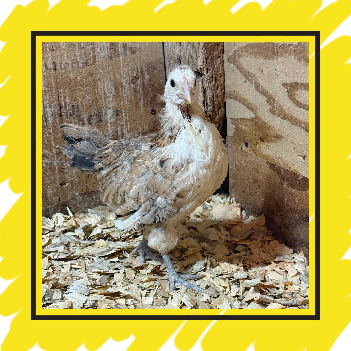 Ameraucana Juvenile