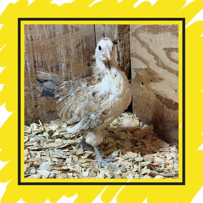 Ameraucana Juvenile