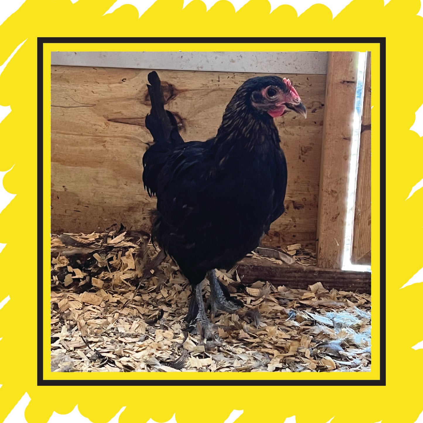Copper Marans Pullet (12+ weeks)