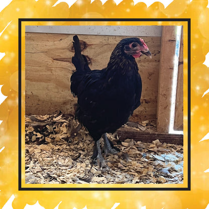 Copper Marans Pullet (New Year's Sale)