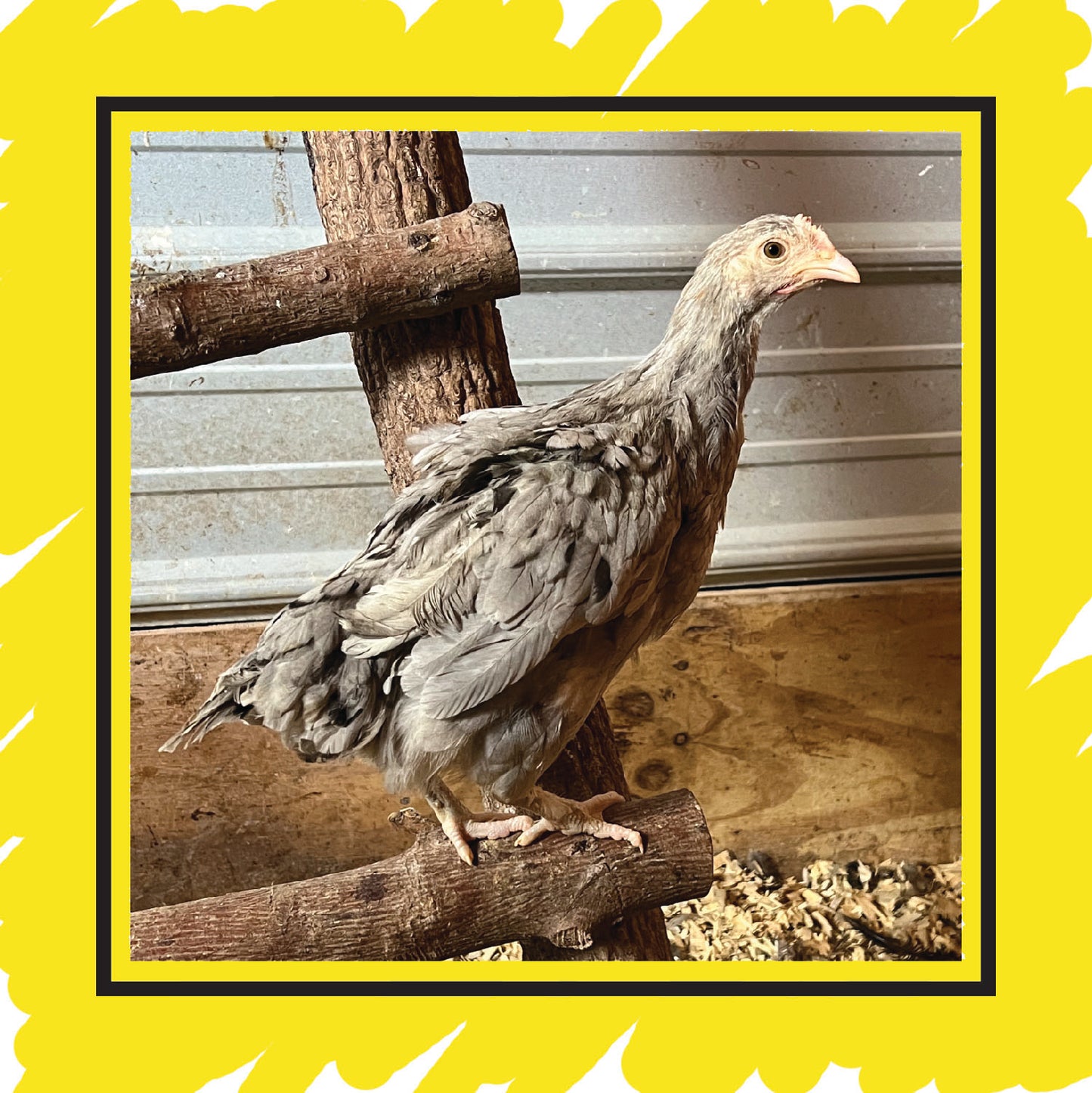 Copper Marans Pullet (8+ weeks)