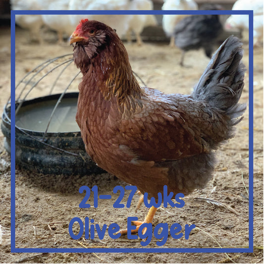 Olive Egger Pullet (21-27 weeks)