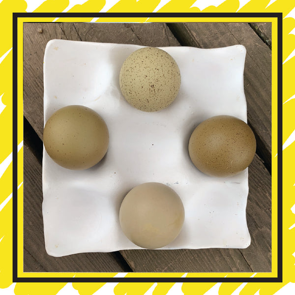 Hatching Egg: Olive Egger