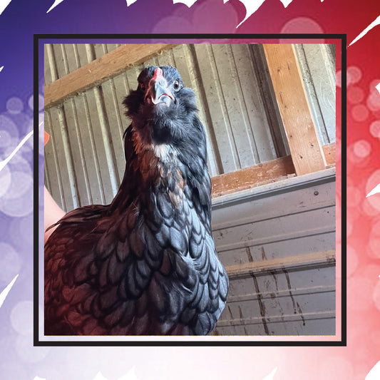 Olive Egger Pullet (New Year's Day Sale)