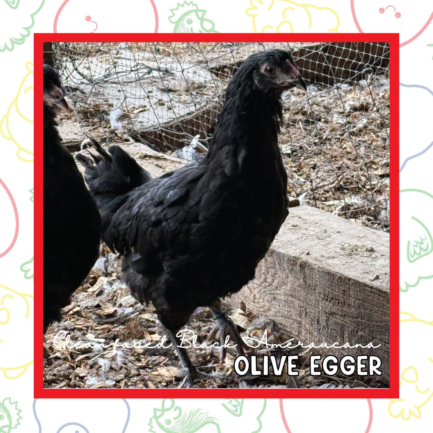 12-16 Week Olive Egger (New Years Sale)