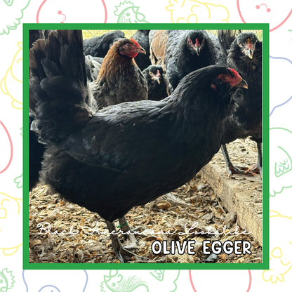 Olive Egger Pullet (New Year's Day Sale)
