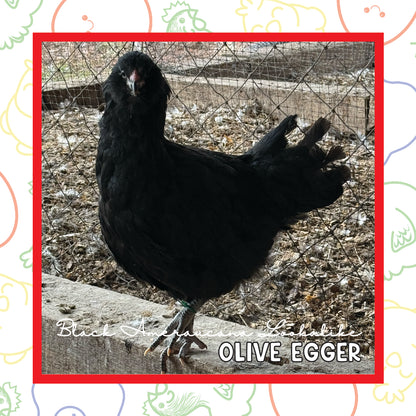 12-16 Week Olive Egger (New Years Sale)