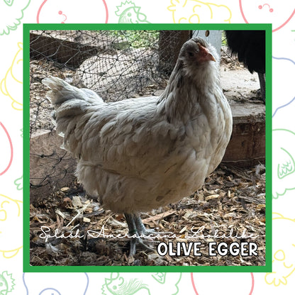 Olive Egger Pullet (New Year's Day Sale)